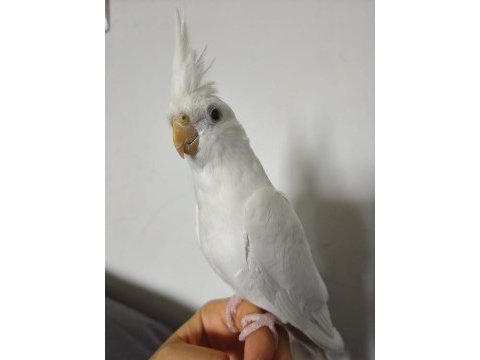 Eğitimli albino sultan papağanı yavrusu