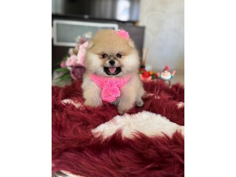 Bal gibi dışı pomeranian boo