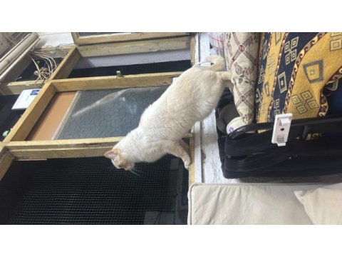 Beyaz gözlü erkek british shorthair