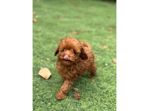 Mükemmel güzellikteki toy poodle yavrularımız 
