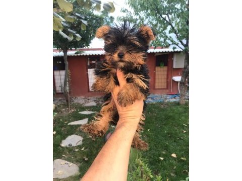 Terrier yorkshire yavrularımız tüm illere