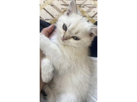 Uygun british shorthair