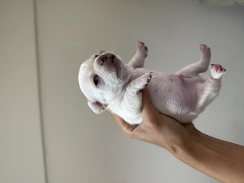 Teacup chihuahua yavruları beyaz erkek maskeli dişi