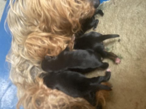 Morkie köpekler