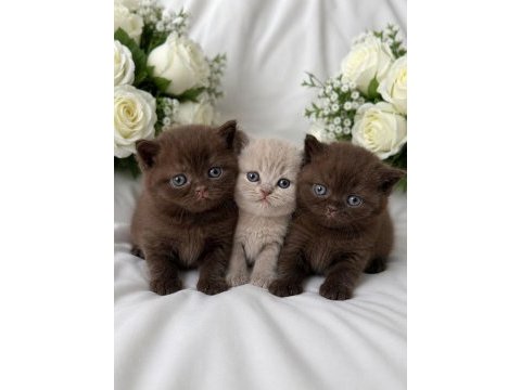 Chocolate renk türkiyede nadir british yavruları
