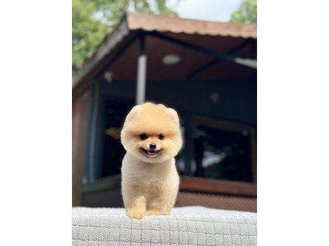 Sağlık ve ırk garantili pomeranian nadir renk