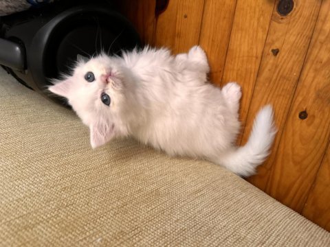 Scottish fold longhair kedisi