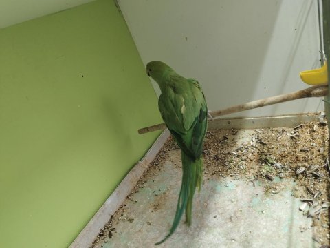 Jumbo dişi pakistan papağanı