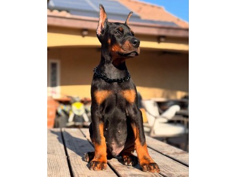 Kaliteli orijinal kan hattı estetikli doberman