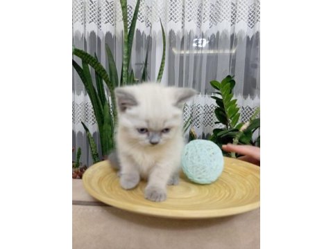Safkan mavigöz blue point british shorthair