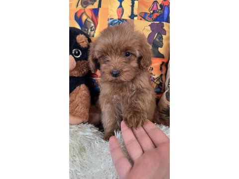 Maltipoo bebiş