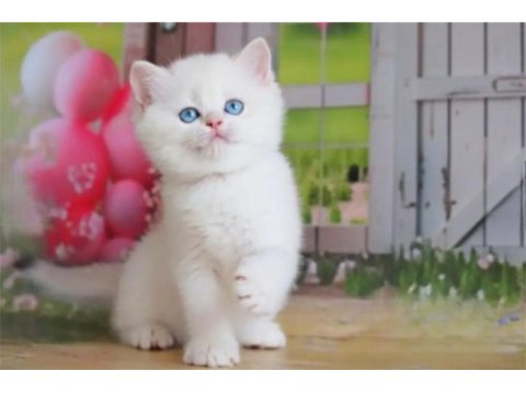 Kar beyaz silver british shorthair ns1133