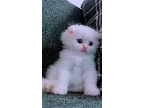 British longhair istanbul içinde ulaşımını sağlıyorum