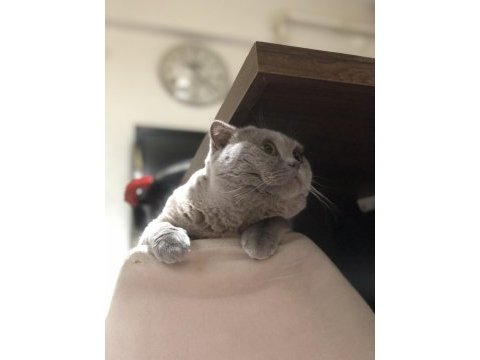 Scottish fold oğluma dişi british eş arıyorum
