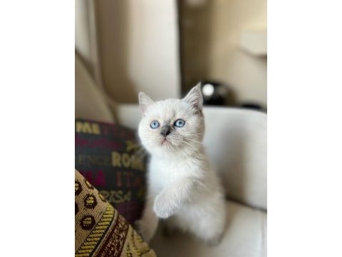 British shorthair blu point 2 aylık yavru