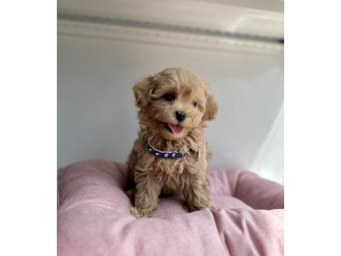 Maltipoo f2 safkan yavrularımız mini boy en küçük boy
