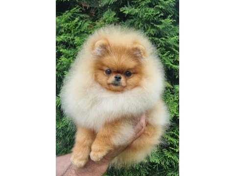 Pomeranian boo ayı surat yavrularimiz
