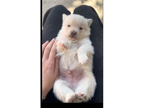 Veteriner hekimden 45 günlük pomeranian boo