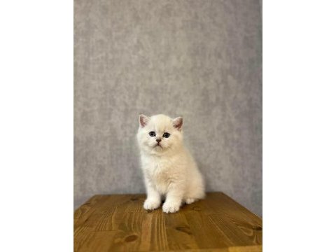 Emsalsiz güzellikte brıtısh shorthair yavrularım 