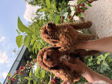 Toy poodle red yavrular