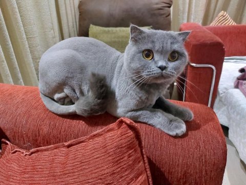 İran kedisi 11 aylık