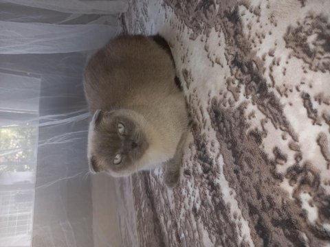 Scottish fold dişi tuvalet eğitimi var