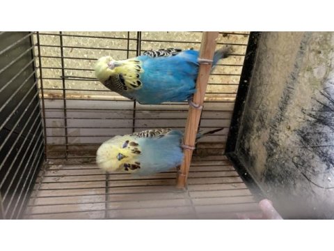 Show jumbo çift muhabbet kuşu