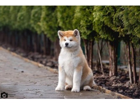 Japon akita yavruları sağlık ve ırk garantili 