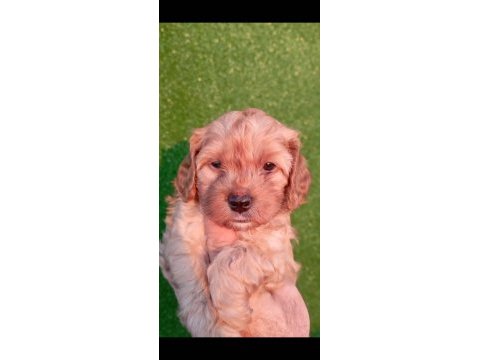 Maltipoo red yavrular