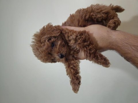 3 aylik toy poodle
