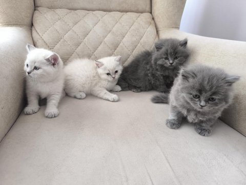 British shorthair şecereli orjinal yavrular