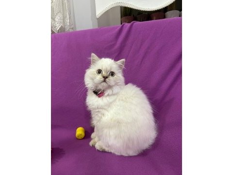 British longhair mavi boncuğum