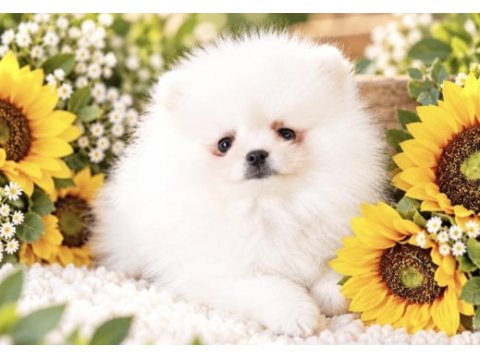 Pomeranian boo bakımlı yavru