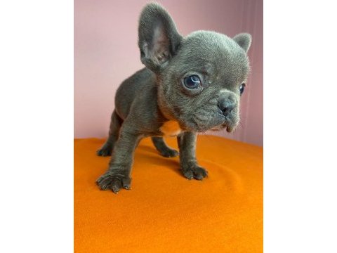 Orjinal french bulldog blue köpeğimiz