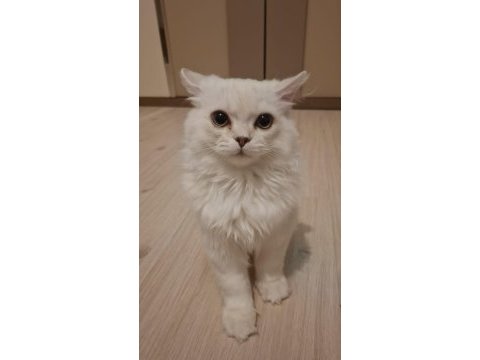 Yavru british longhair