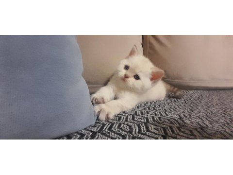 British shorthair beyaz yavru