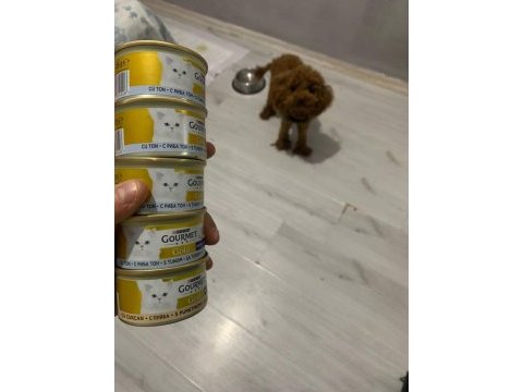 Kore yavrusu a kalite toy poodle red brown dişi erkek