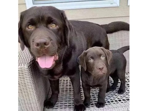 Çikolata ve beyaz renk labrador yavruları 