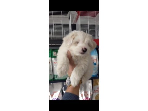 Erkek terrier yavruları