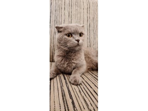 Ücretsiz ankara scottish fold