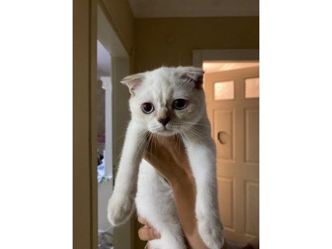 Scottish fold üç aylık