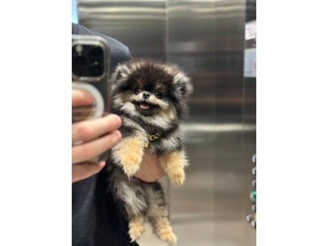 Yumoş pomeranian boo yavrusu