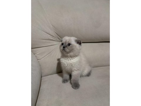 Safkan scottish fold ve british shorthair bebeklerim