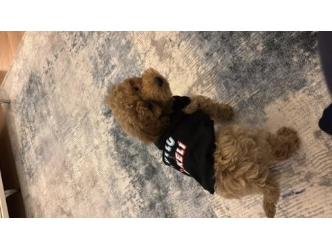 Ankara toy poodle orjinal 3 aylık