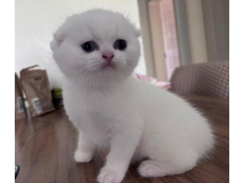 Top kafa safkan scottish fold