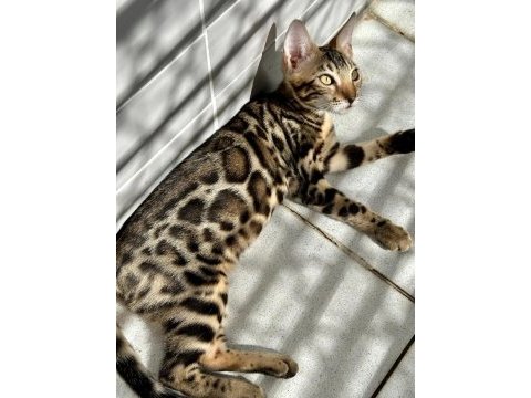 Elite bengal kittens