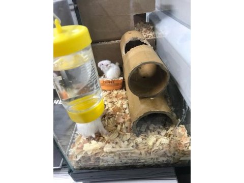 Gonzales hamster 1 aylık yavrular