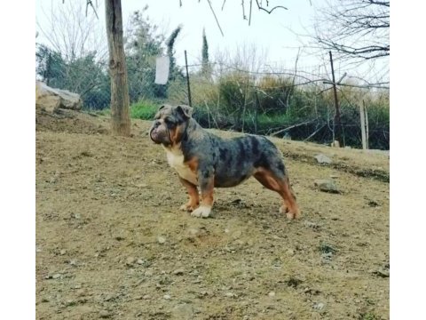 Renkli ingiliz bulldog çocuklar