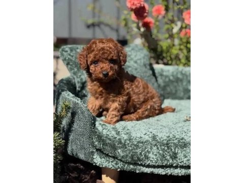 Irk garantili toy poodle yavrular 