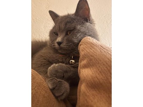 British shorthair